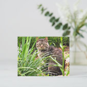 Mooie tabby Cat in Grass Garden Foto Briefkaart (Staand voorkant)