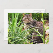 Mooie tabby Cat in Grass Garden Foto Briefkaart (Voorkant / Achterkant)