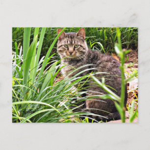 Mooie tabby Cat in Grass Garden Foto Briefkaart