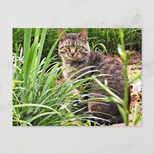Mooie tabby Cat in Grass Garden Foto Briefkaart (Voorkant)