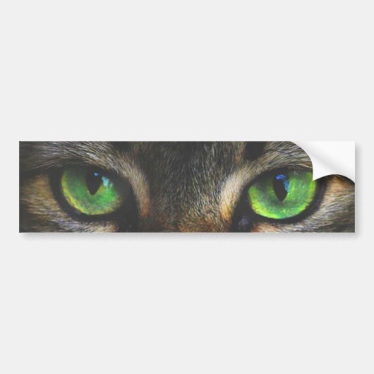 Mooie tabby kat ogen bumpersticker (Voorkant)