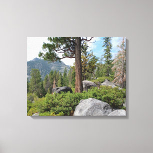 Mooie Tahoe-schildpad Canvas Afdruk