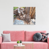 Mooie Tahoe-schildpad Canvas Afdruk (Insitu (Woonkamer))