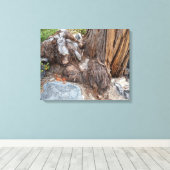 Mooie Tahoe-schildpad Canvas Afdruk (Insitu (Houten vloer))