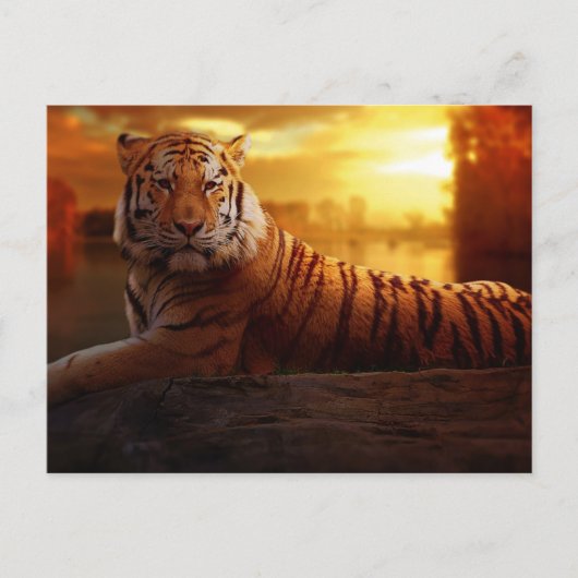 Mooie tijger briefkaart (Voorkant)