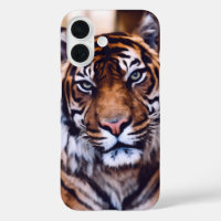 Mooie Tijger Gezicht Dier Wildlife