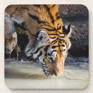Mooie tijger in het watergat bier onderzetter