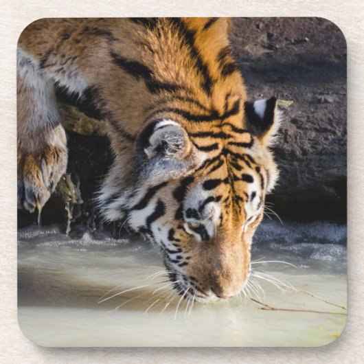 Mooie tijger in het watergat bier onderzetter (Voorkant)