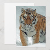 Mooie tijger in sneeuw feestdagenkaart (Voorkant / Achterkant)