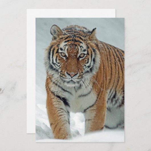 Mooie tijger in sneeuw feestdagenkaart (Voorkant / Achterkant)