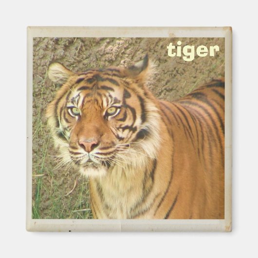 Mooie Tijger Magneet! Magneet (Voorkant)