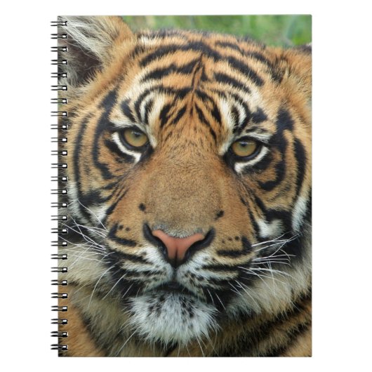Mooie tijger notitieboek (Voorkant)