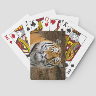 Mooie tijger pokerkaarten
