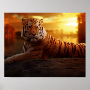 Mooie tijger poster