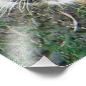 Mooie tijger Poster! Foto Afdruk (Hoek)