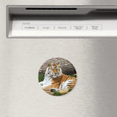 Mooie Tijger rustfoto Magneet (Insitu (Vaatwasser))