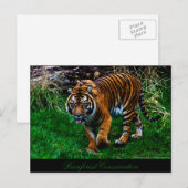 Mooie Tijger Sumatran Briefkaart (Voorkant / Achterkant)