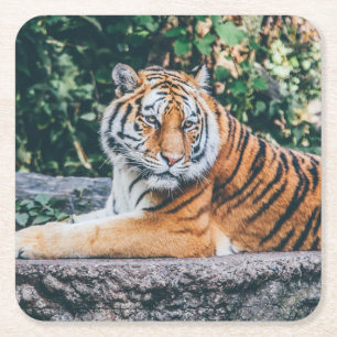 Mooie tijgerset voor Onderzetter