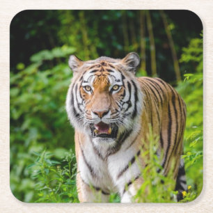 Mooie tijgerset voor Onderzetter