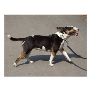 Mooie Tricolored Bullterrier Foto Afdruk