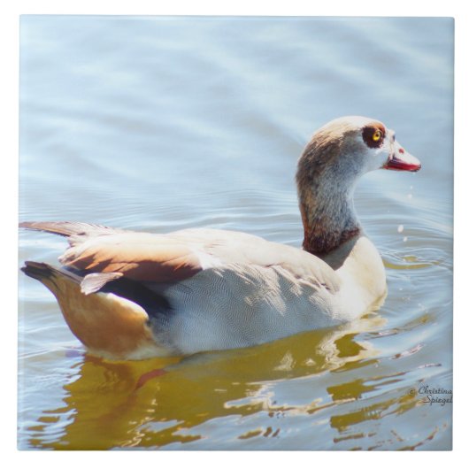 Mooie tropische eend Tegel Tegeltje (Voorkant)