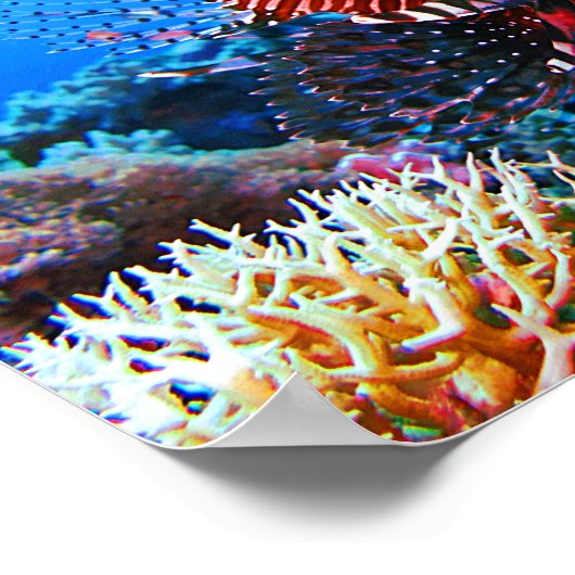 Mooie tropische langoest poster (Hoek)