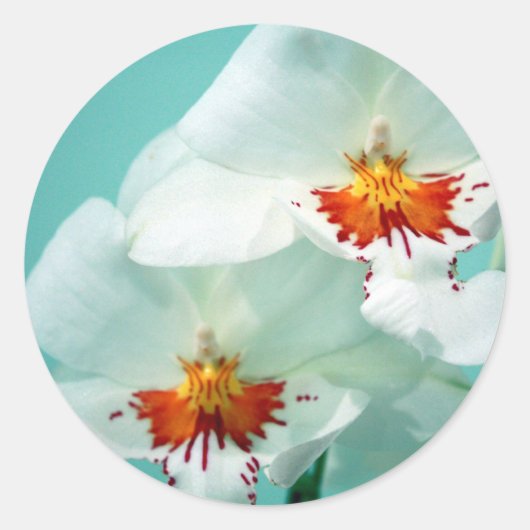 Mooie Tropische orchideeën Ronde Sticker (Voorkant)