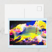 Mooie tropische vis briefkaart (Voorkant / Achterkant)