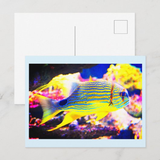 Mooie tropische vis briefkaart (Voorkant / Achterkant)