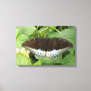 Mooie Tropische Vlinder Canvas Print