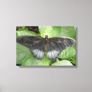 Mooie tropische vlinder en bloemen canvasprint canvas afdruk