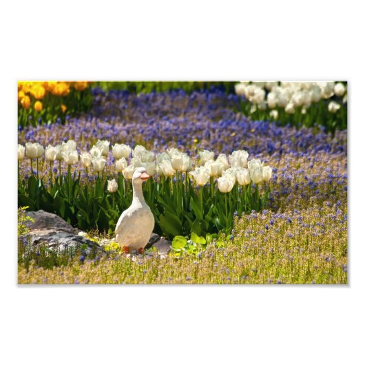 Mooie tuin foto afdruk (Voorkant)