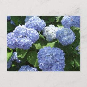 Mooie tuin, Hydrangea bloemen foto Briefkaart
