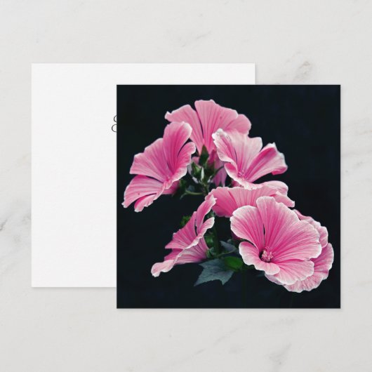 Mooie Tuin Roze Mallow Rozen Bloemen Kaart (Voorkant / Achterkant)