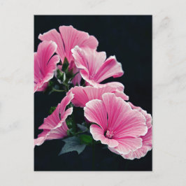 Mooie Tuin Roze Mallowrozen Bloemen Briefkaart