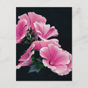 Mooie Tuin Roze Mallowrozen Bloemen Briefkaart