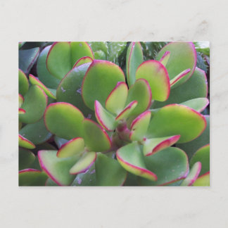 Mooie tuinen van Oxnard door het strand... Briefkaart