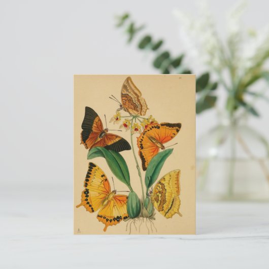 Mooie  tuinvlinders briefkaart (Staand voorkant)