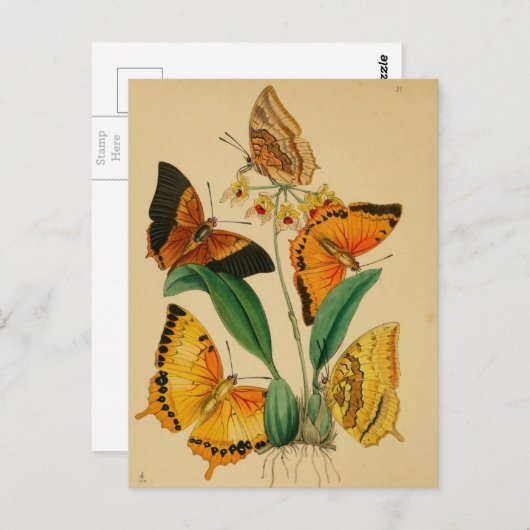 Mooie tuinvlinders briefkaart (Voorkant / Achterkant)