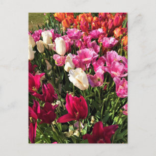 Mooie Tulip Garden Bed, Oregon Briefkaart