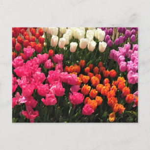 Mooie Tulip Garden Bed, Oregon Briefkaart