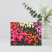 Mooie Tulip Garden Bed, Oregon Briefkaart (Staand voorkant)