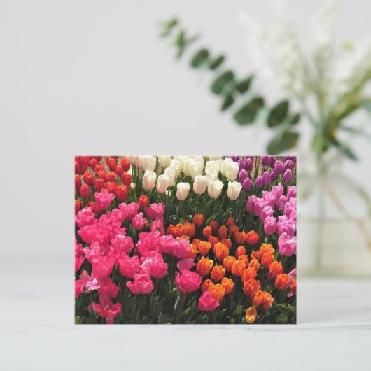 Mooie Tulip Garden Bed, Oregon Briefkaart (Staand voorkant)
