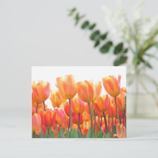 Mooie tulpen briefkaart (Staand voorkant)
