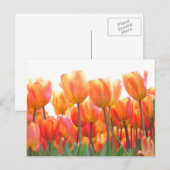 Mooie tulpen briefkaart (Voorkant / Achterkant)