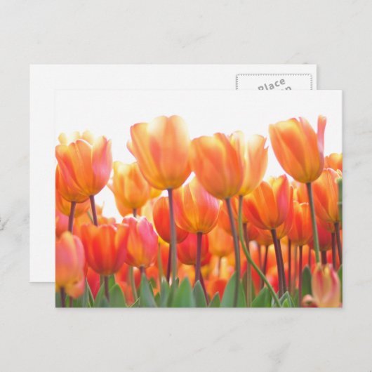 Mooie tulpen briefkaart (Voorkant / Achterkant)