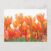 Mooie tulpen briefkaart (Voorkant)
