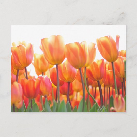 Mooie tulpen briefkaart (Voorkant)