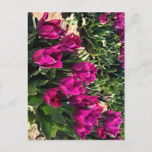 Mooie Tulpen Briefkaart (Voorkant)