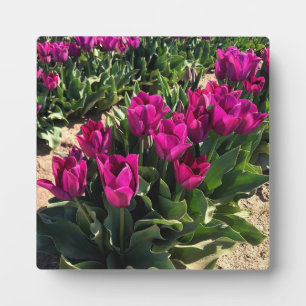 Mooie Tulpen Fotoplaat